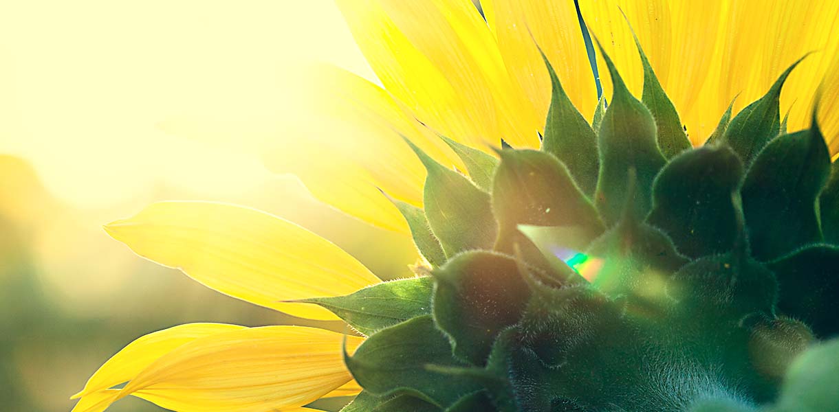 Sonnenblume von hinten