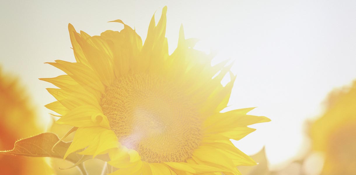 Sonnenblume