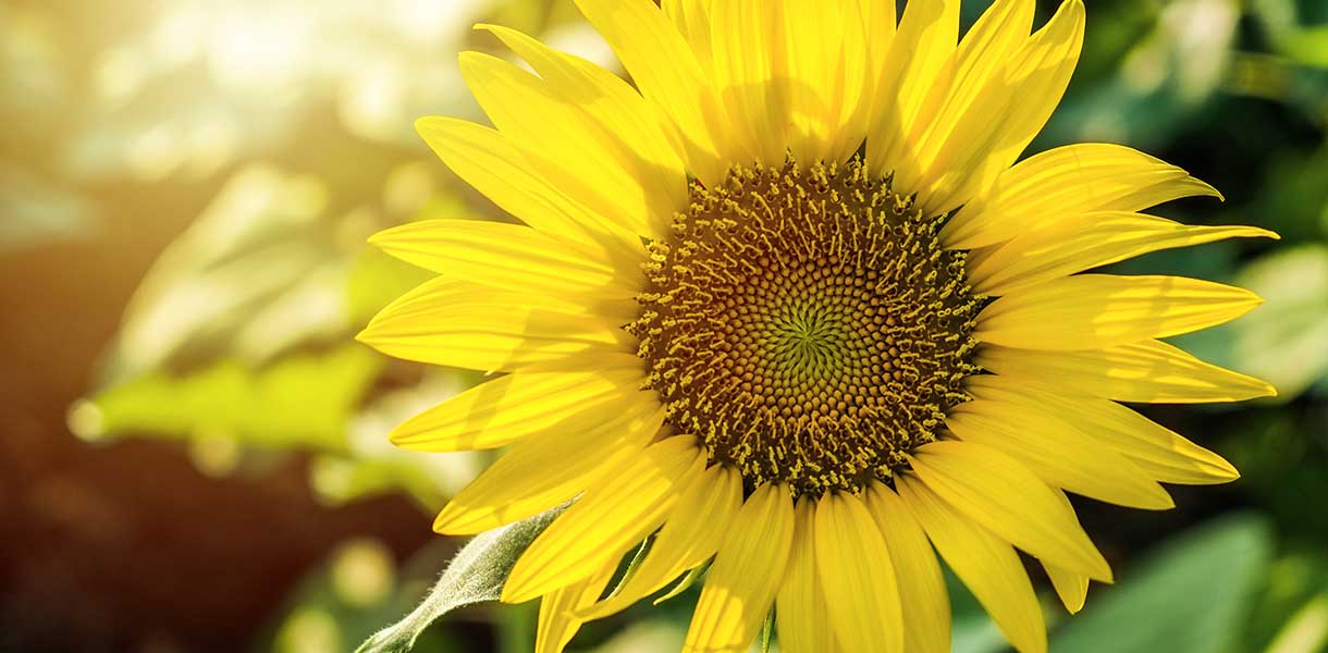 Sonnenblume