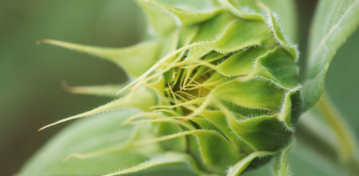 Knospe einer Sonnenblume
